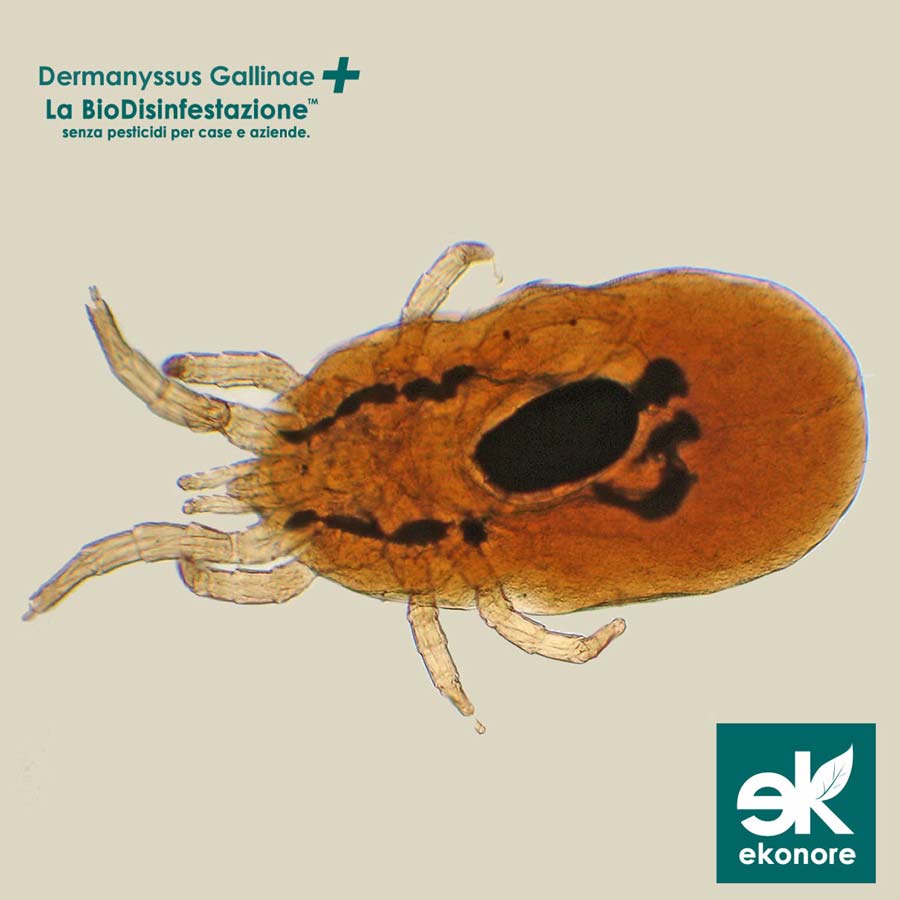 Disinfestazione Dermanyssus Gallinae Acaro rosso sicilia Azienda specializzata