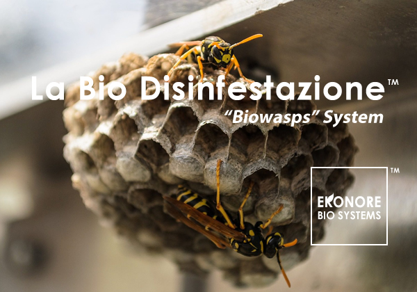 Disinfestazione sicilia rimozione nidi vespe calabroni