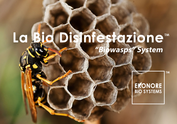 Rimozione nidi vespe calabroni disinfestazione sicilia