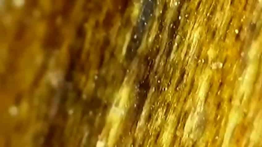 Acari del tarlo visti al microscopio
