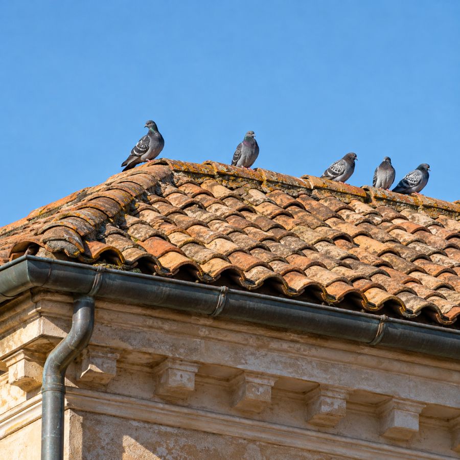 Tetti e cornicioni – allontanamento volatili in Sicilia