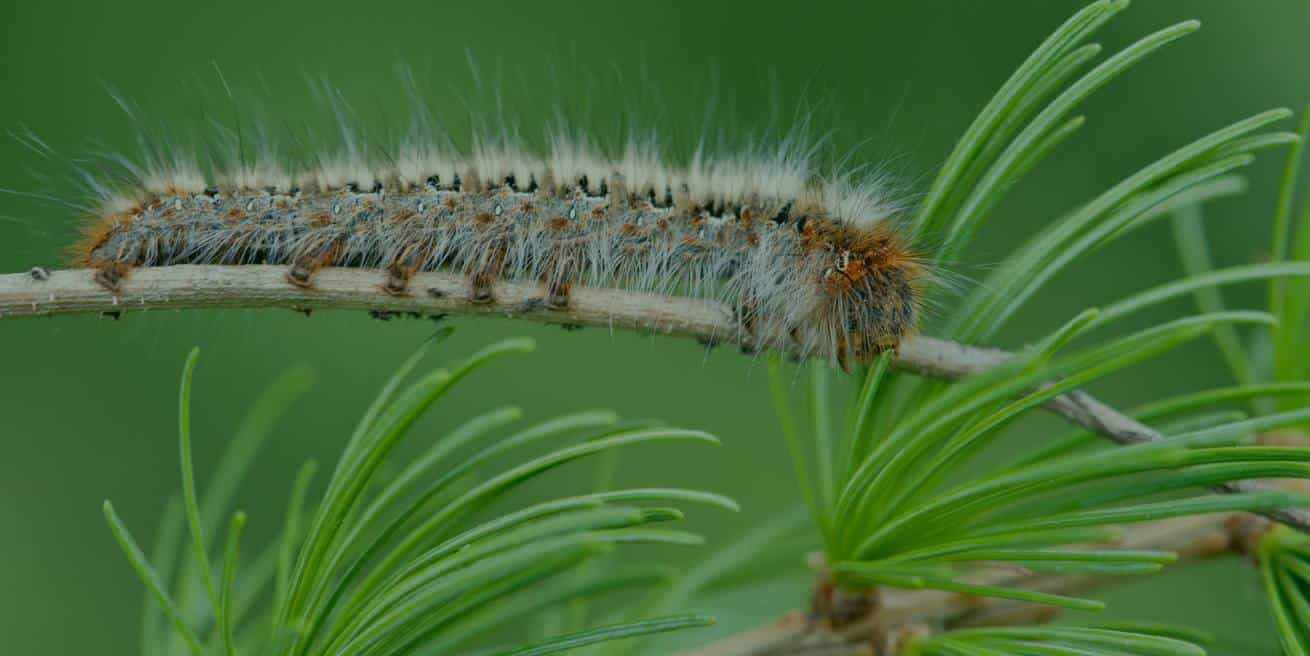 Pinete private – disinfestazione processionaria in Sicilia