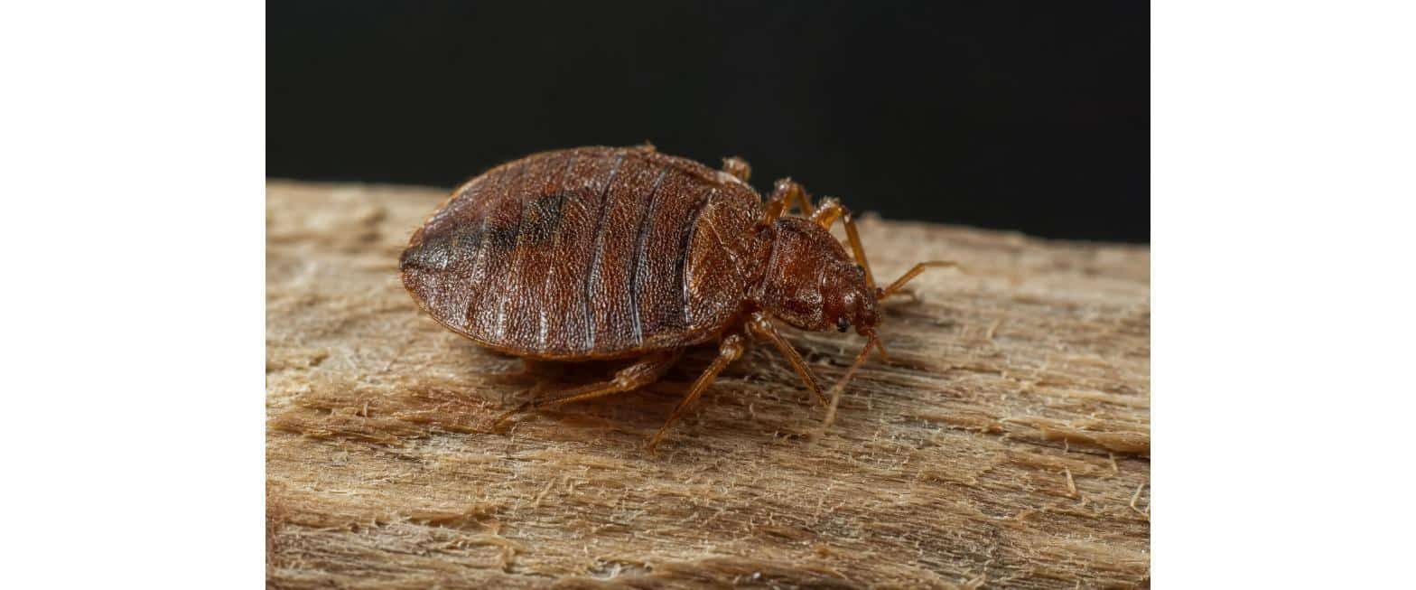 Zecca del piccione su una superficie in legno