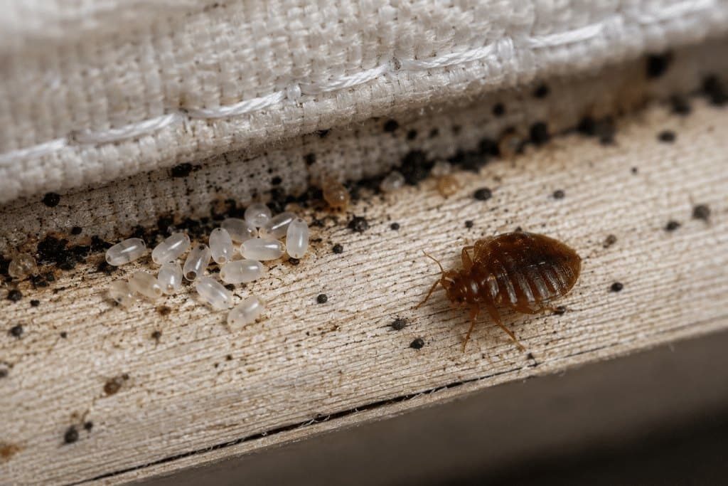 Cimice dei letti adulta