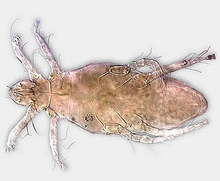 Acaro del tarlo al microscopio