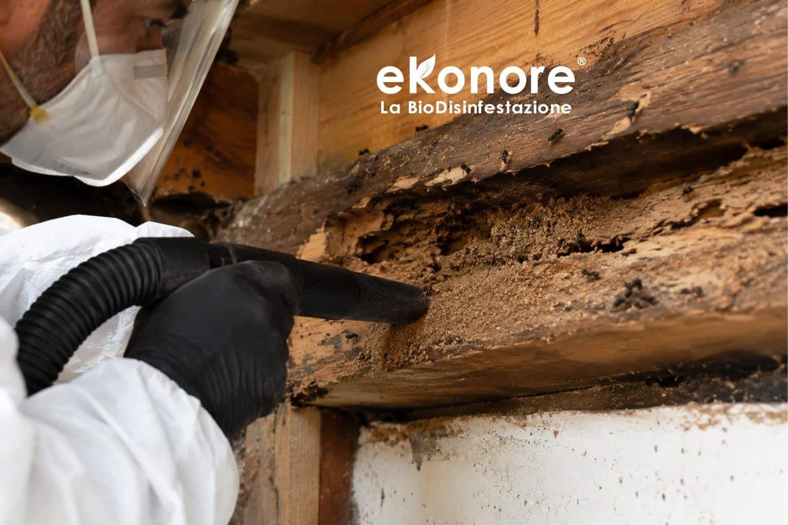 Aspirazione – disinfestazione formiche senza pesticidi