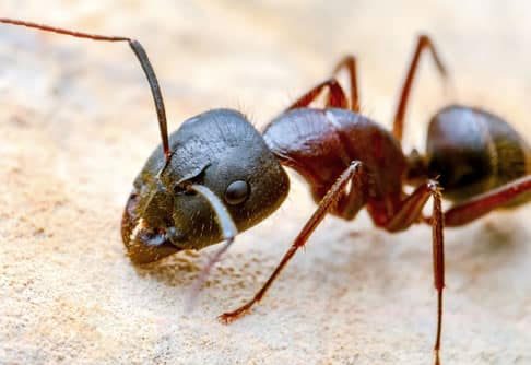 Formica domestica sul pavimento