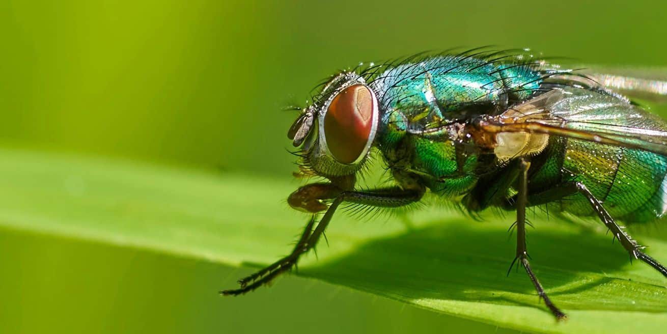 Mosca verde su una foglia
