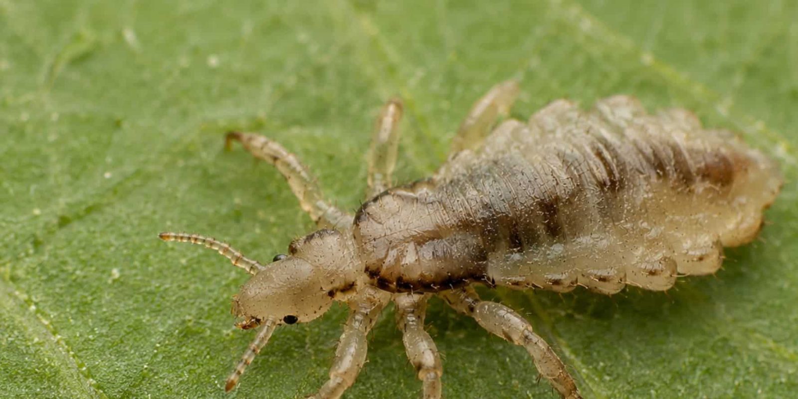 Pidocchio del capo da vicino