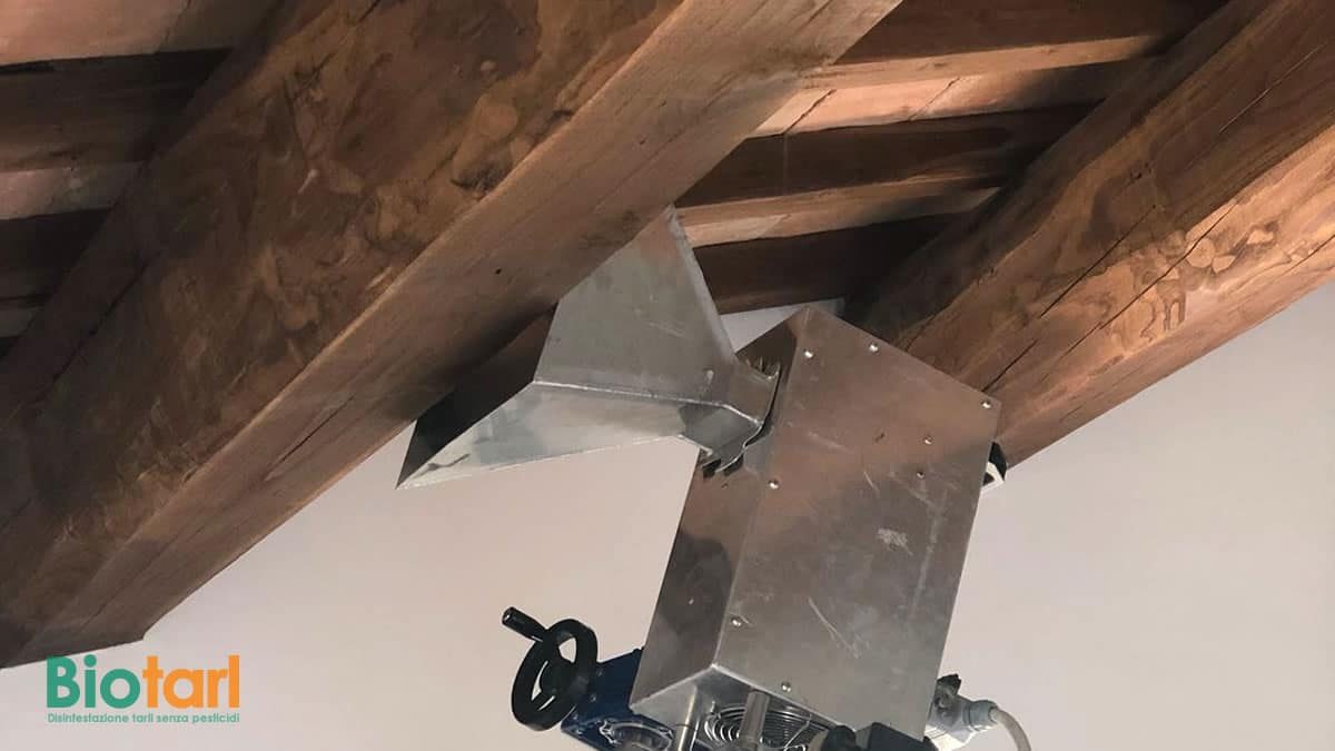 Interventi mirati – disinfestazione tarli del legno senza pesticidi
