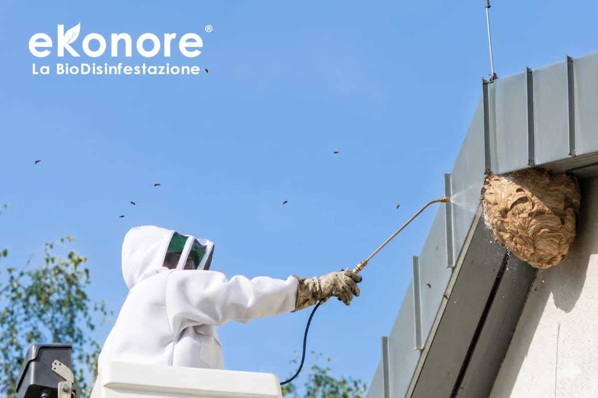 Irrorazione con prodotto abbattente – disinfestazione vespe e calabroni senza pesticidi
