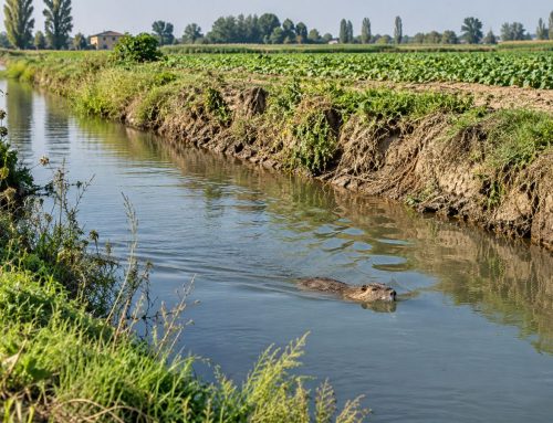 Nutrie per aziende agricole, consorzi e comuni in Sicilia: argini, canali e colture