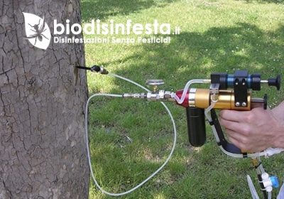 Iniezione nel tronco – disinfestazione processionaria senza pesticidi