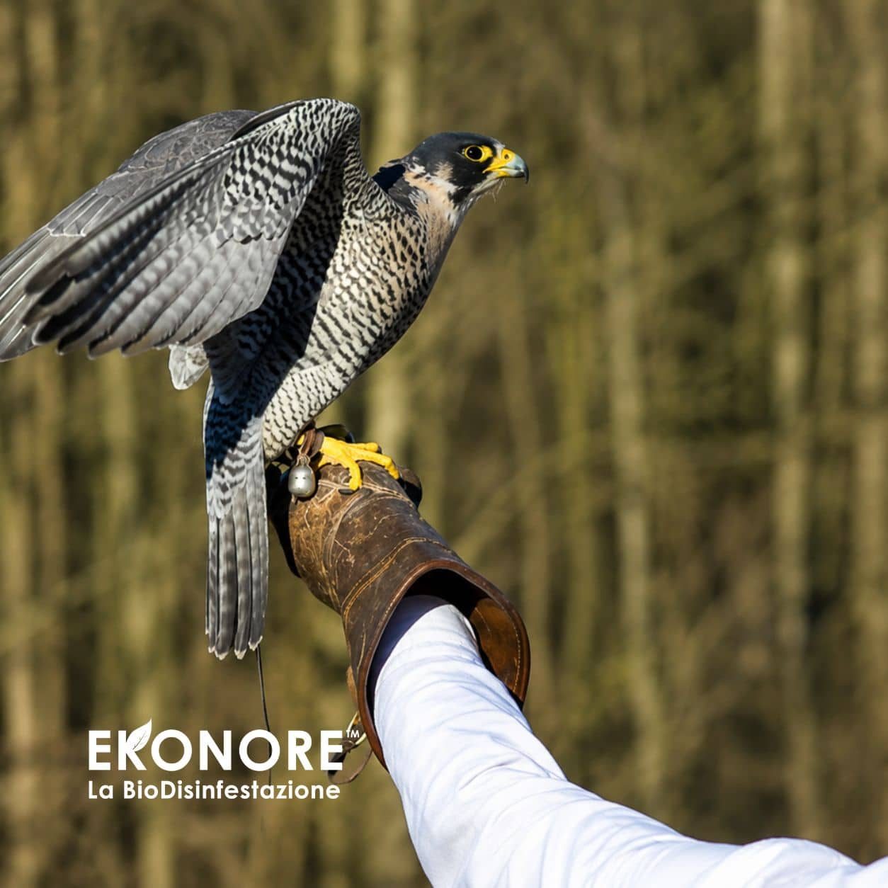 Falconeria installato – allontanamento volatili