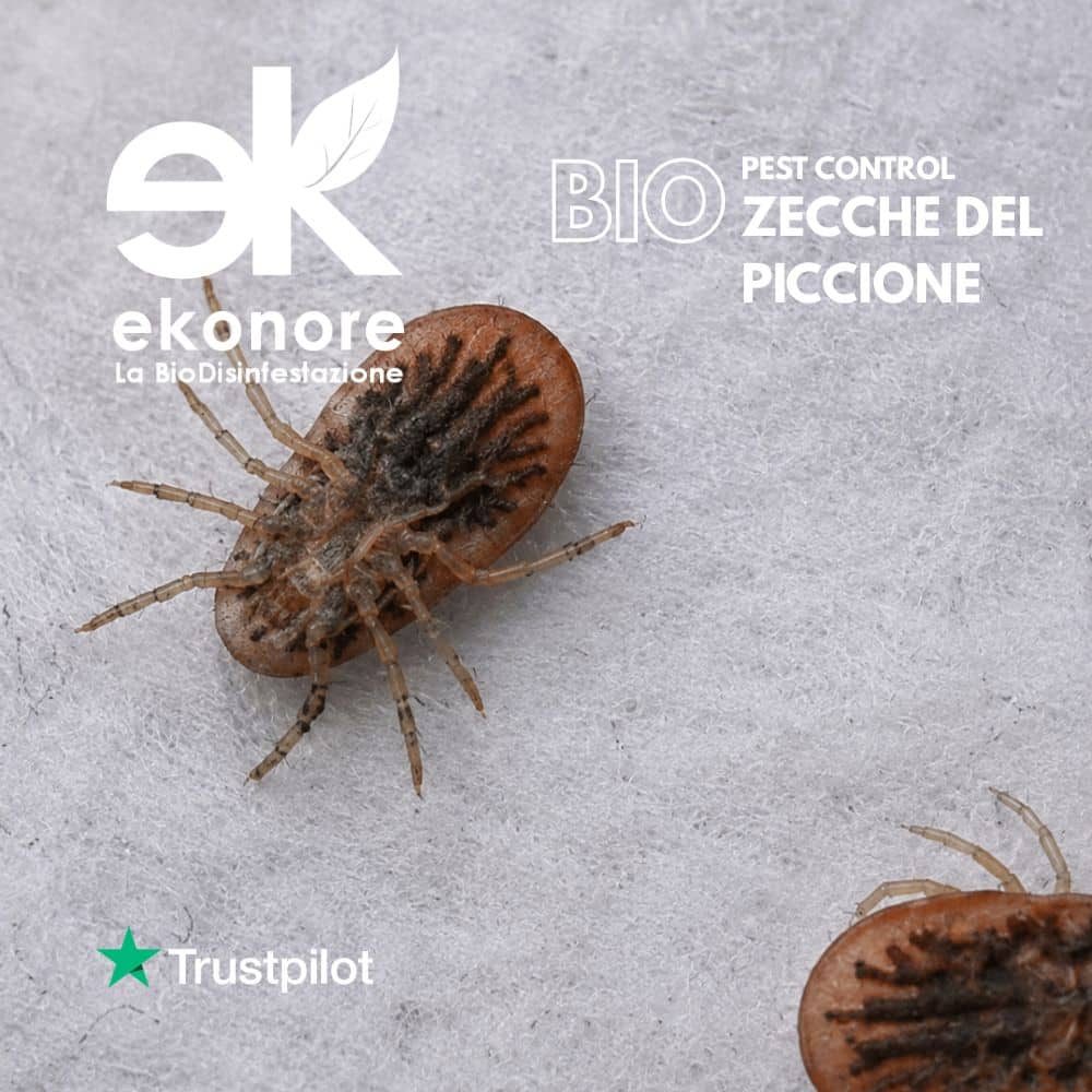 Zecca del piccione Argas reflexus