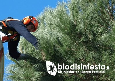 Eliminazione fisica dei nidi – disinfestazione processionaria senza pesticidi