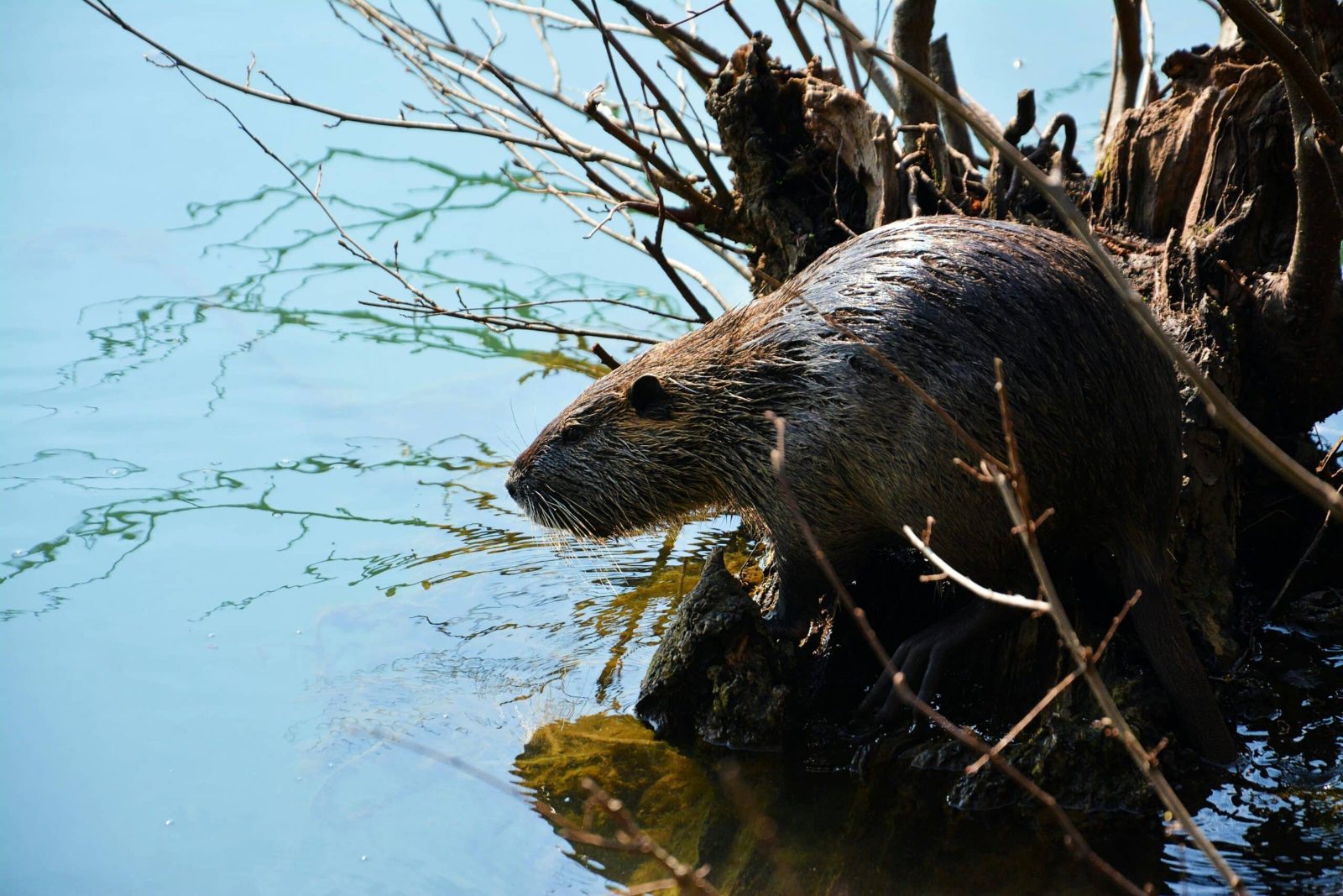 Nutria vicino alla tana sull'argine