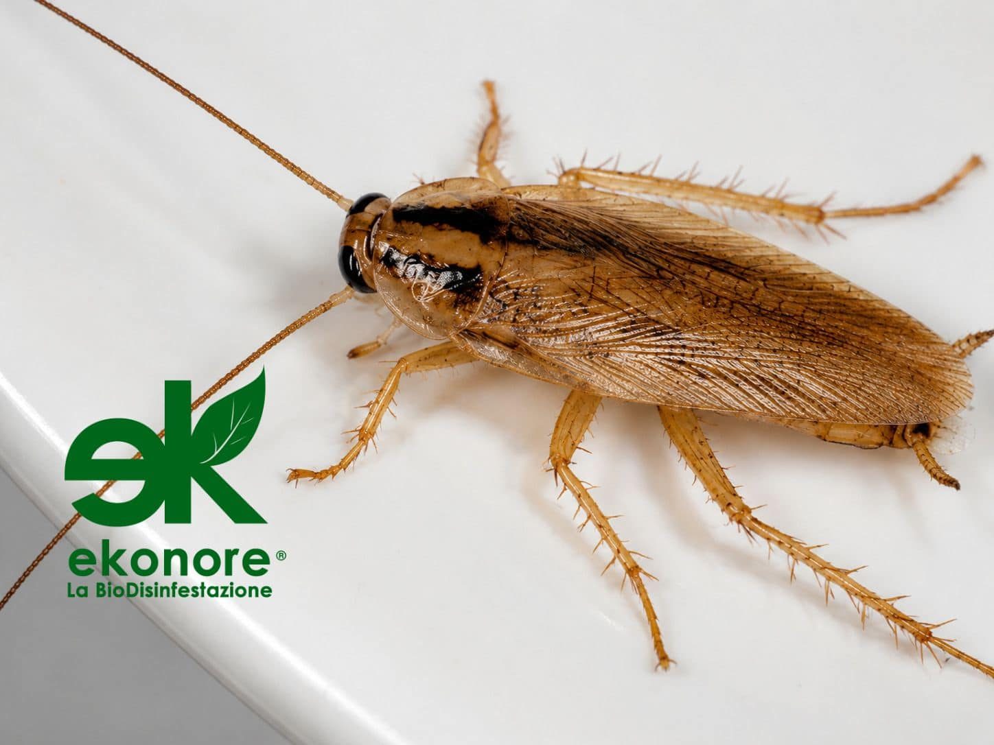 Blattella germanica, la blatta piccola delle cucine