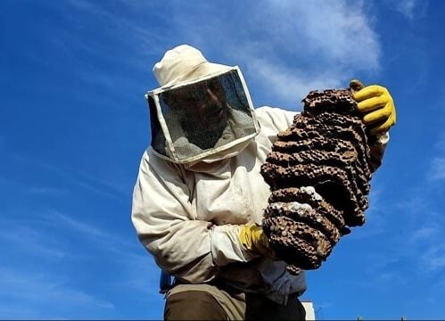 Disinfestazione vespe e calabroni – Protezione