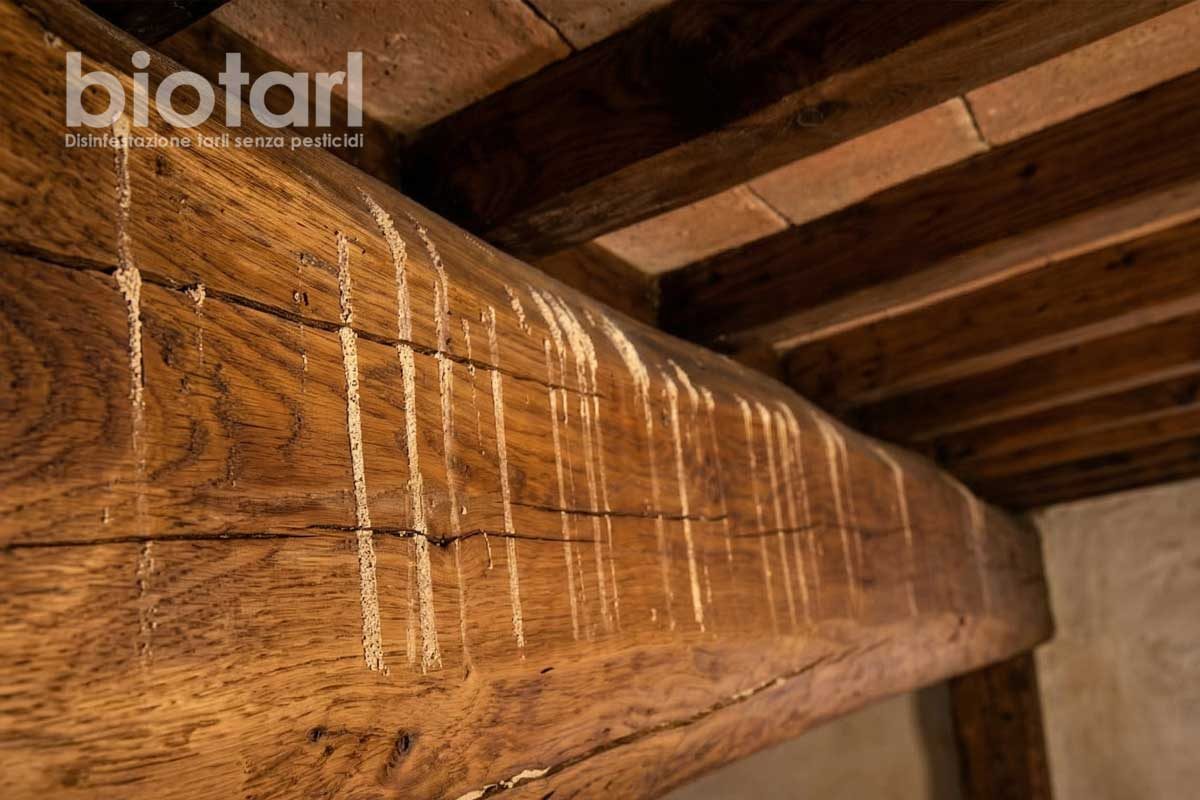 Trave in legno con i fori dei tarli