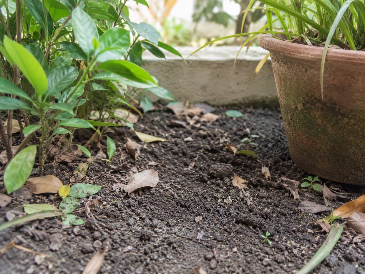 Prodotti non tossici in giardino – disinfestazione formiche senza pesticidi