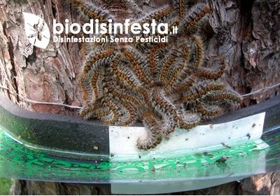 Prodotti di ultima generazione – disinfestazione processionaria senza pesticidi